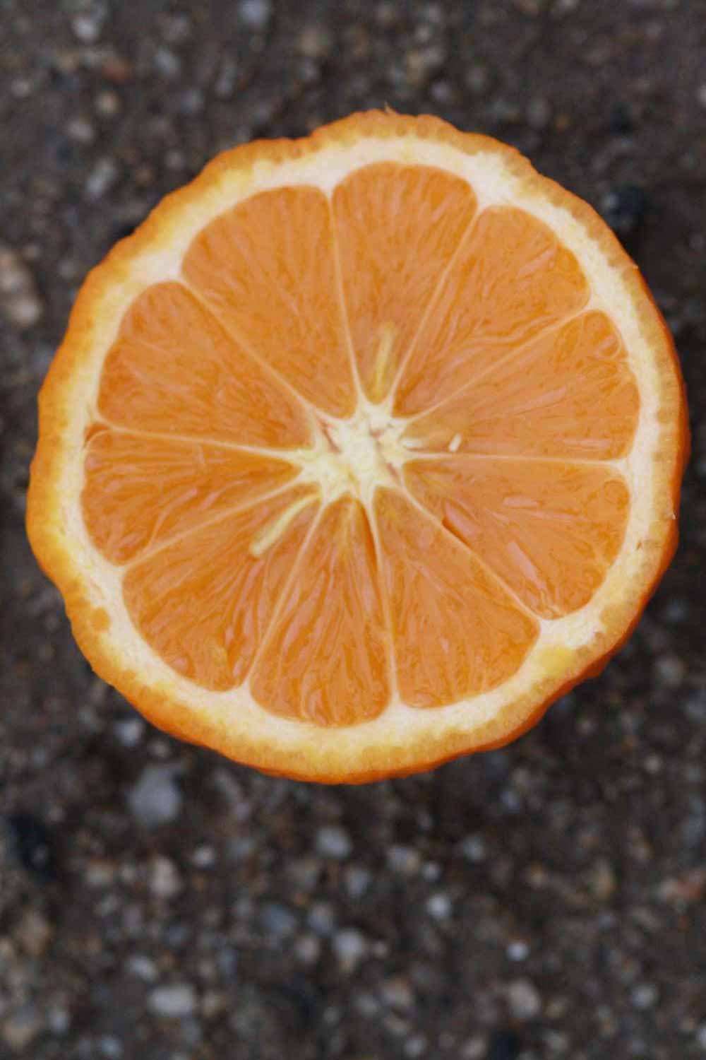              Fruit cross-section of  Citrus limetta       (Sweet, Riverside, CA)       